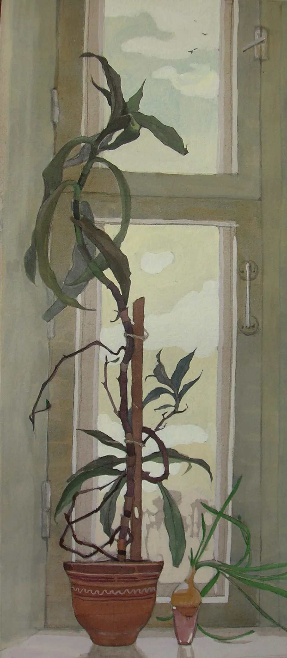 Комнатный цветок